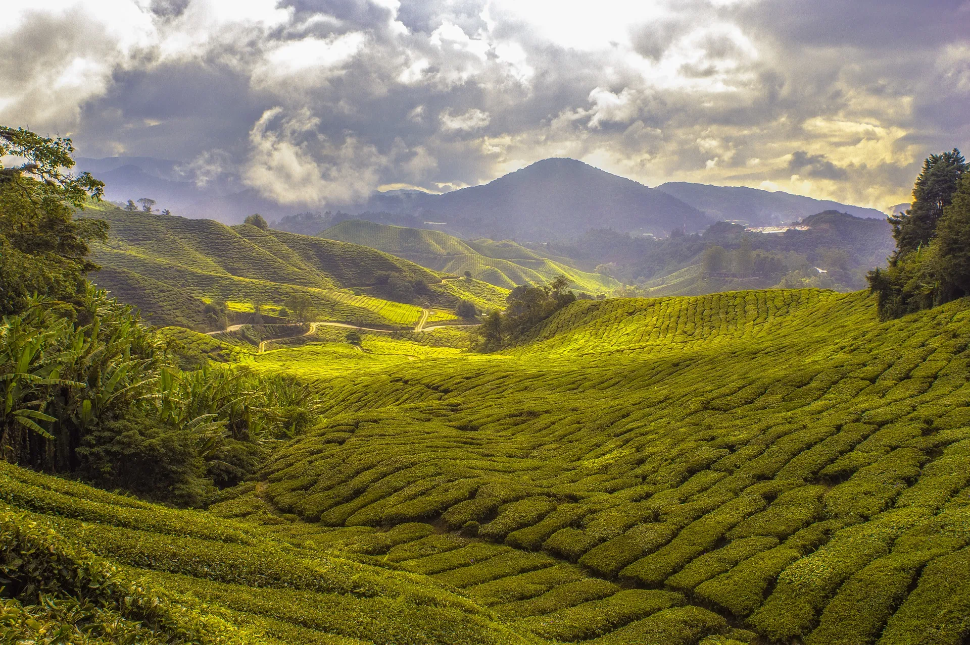 mountains and field