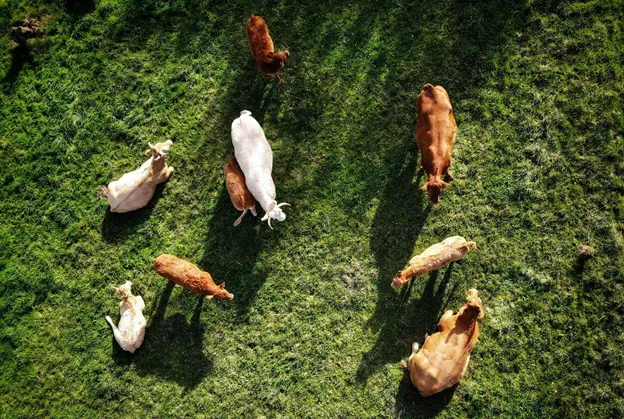 Livestock image