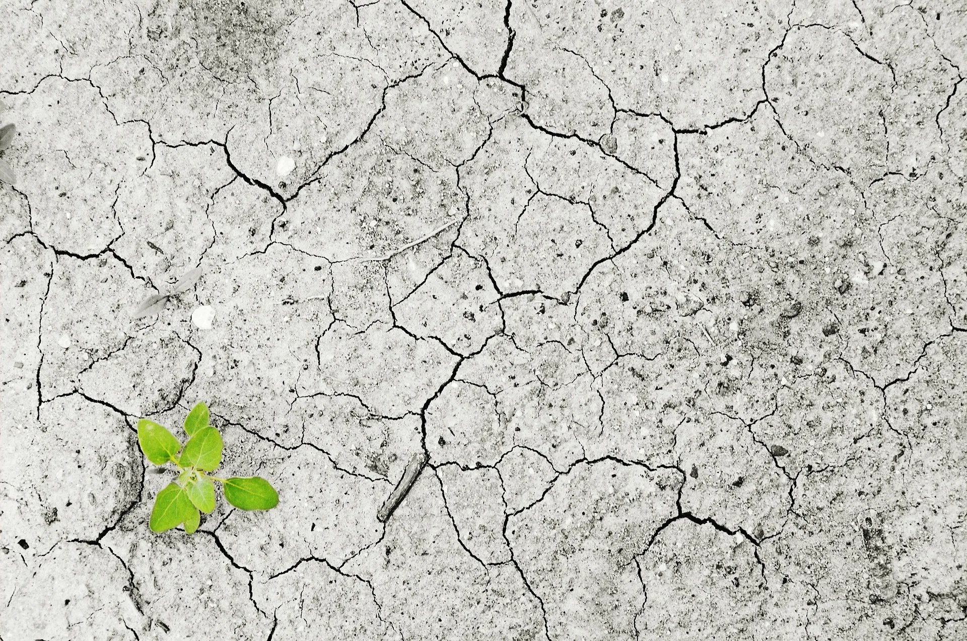 cracked pavement with plant