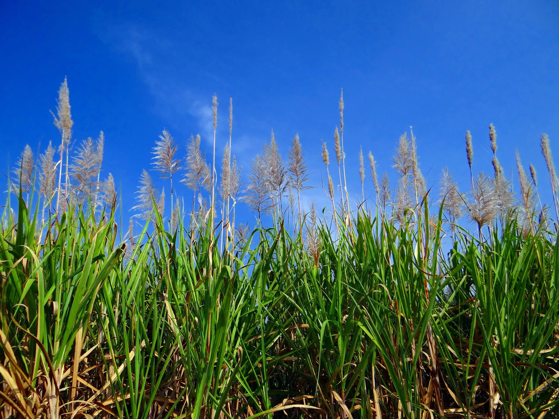 sugarcanes