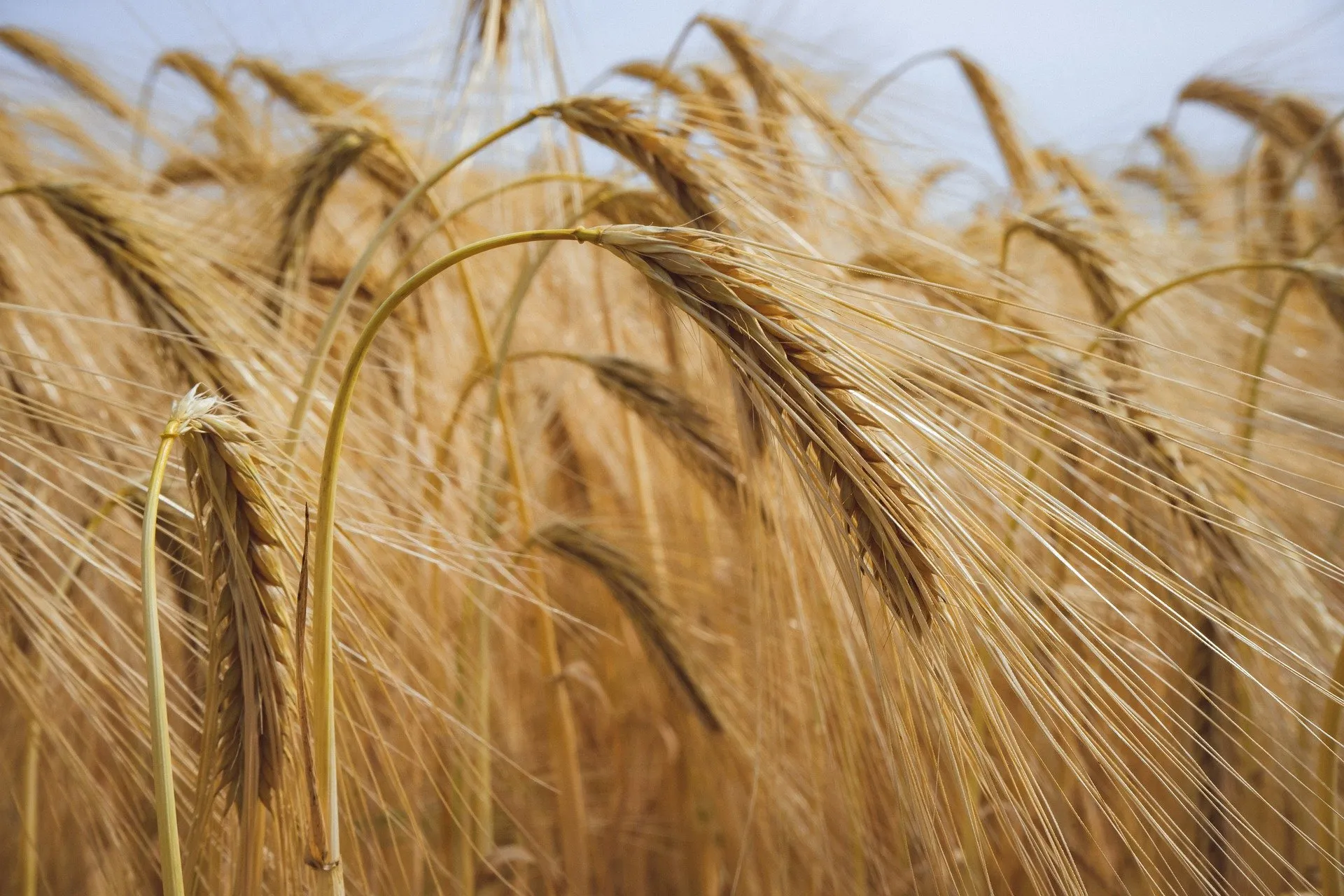 Field of wheat.
