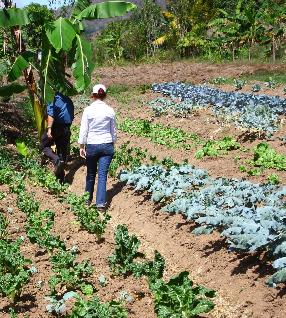 people walking in crop field
