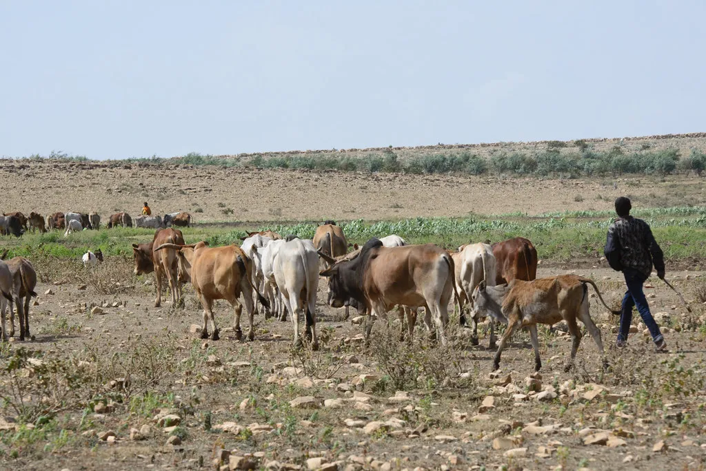 pastoralists image