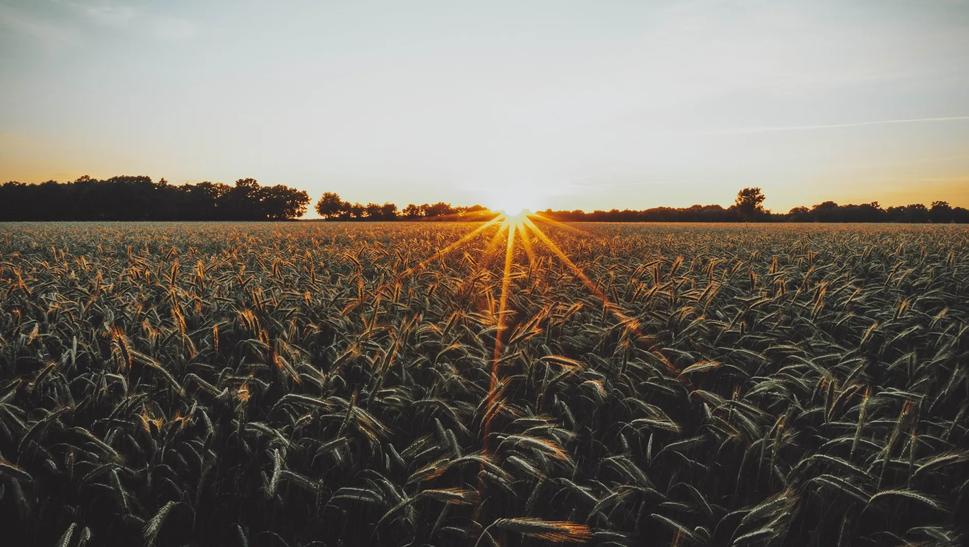 field and sunset