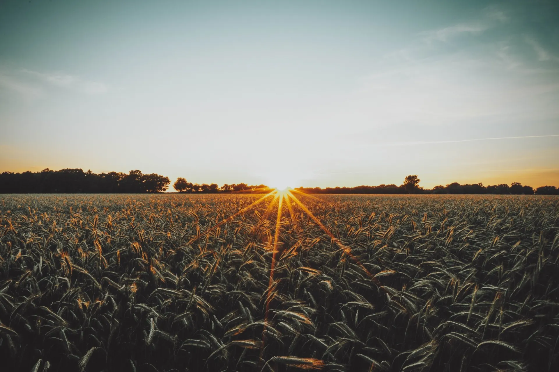 field and sunset