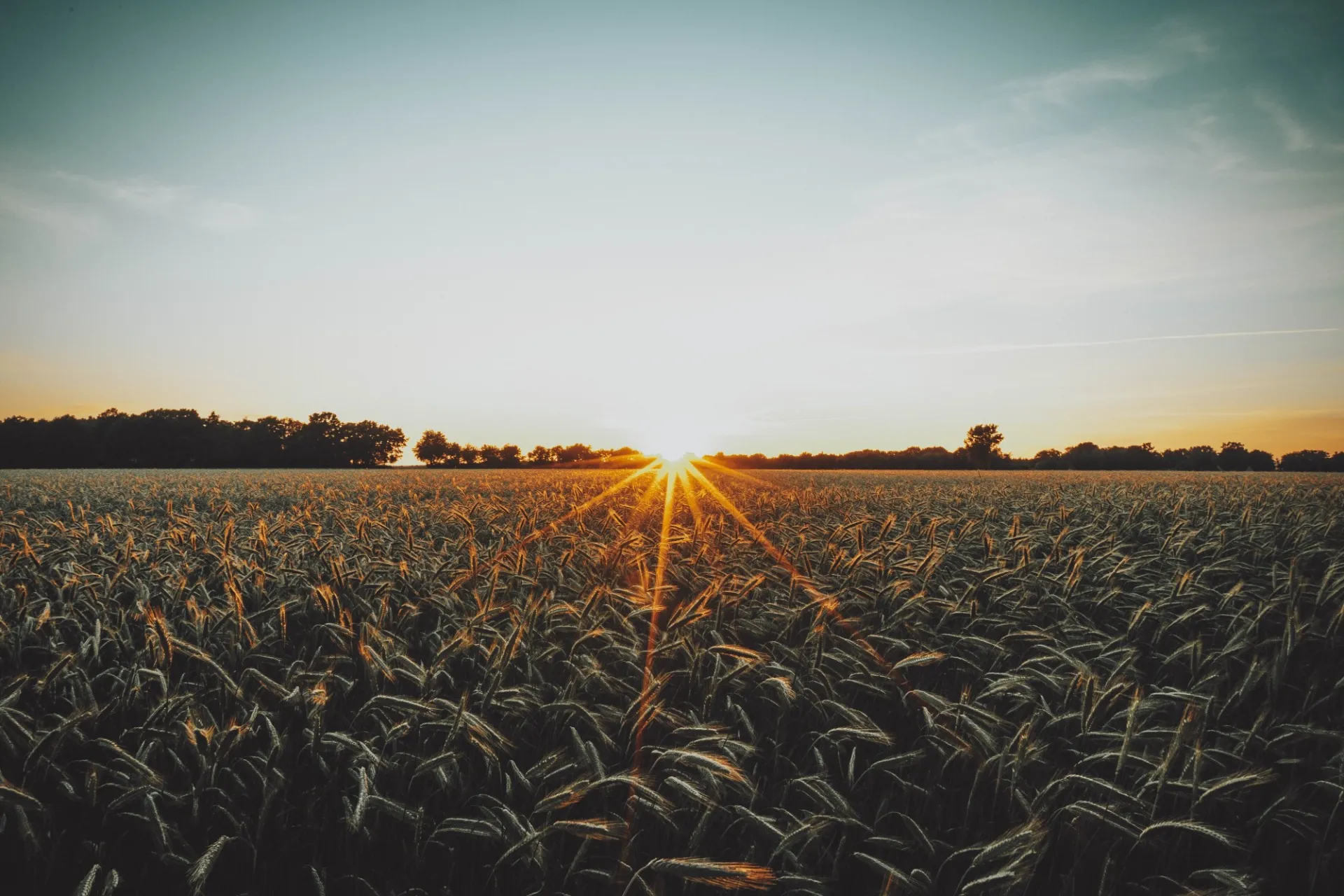 field and sunset