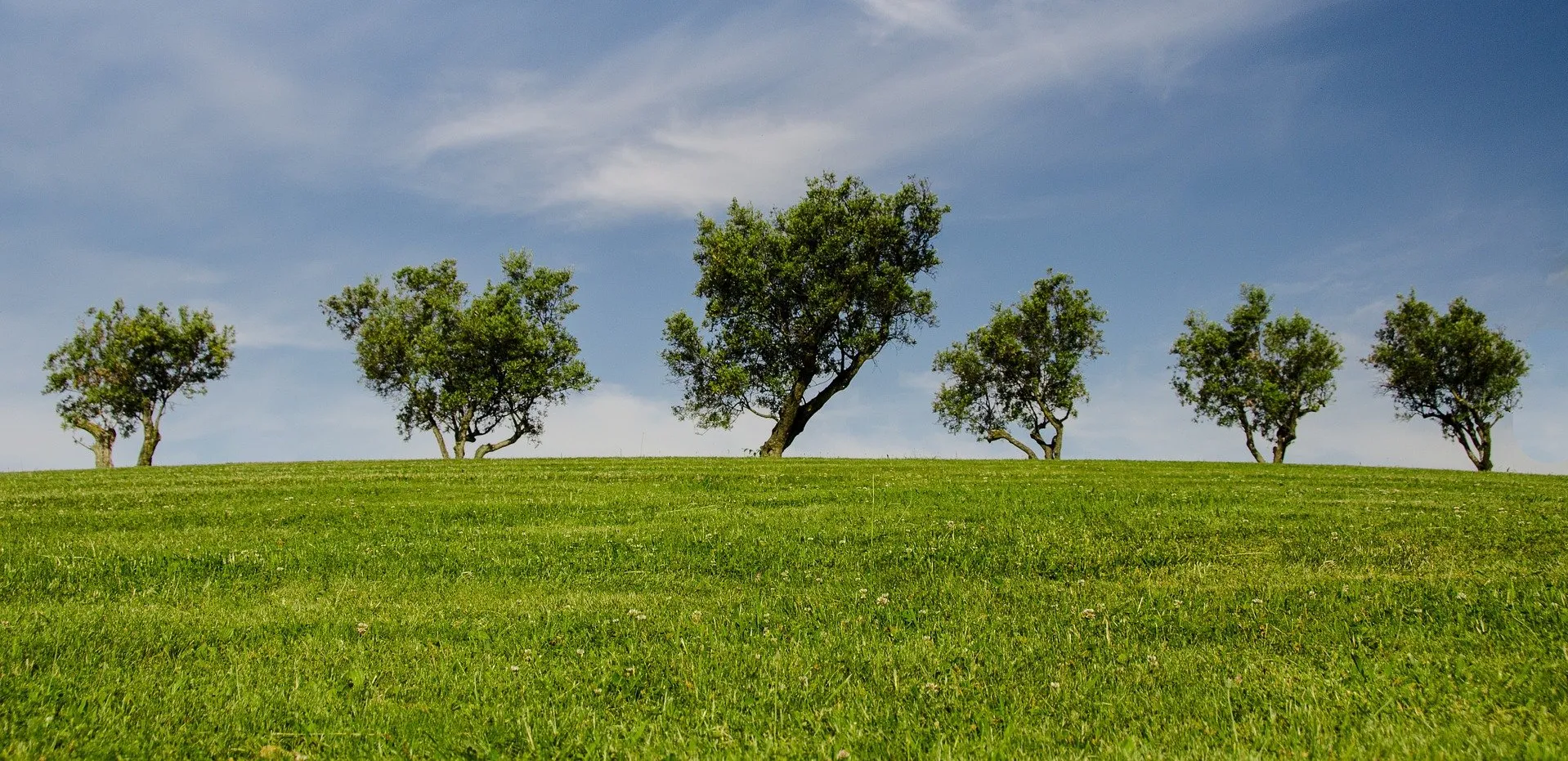 trees